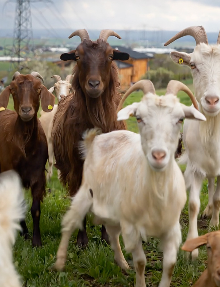 Akika Hayvanları